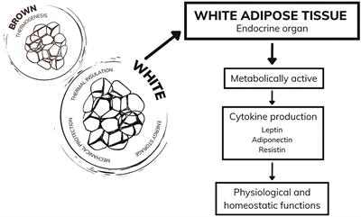 Obesity, inflammation, and cancer in dogs: Review and perspectives